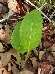 Parthenium auriculatum