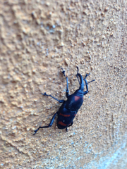Cactophagus spinolae
