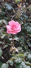Rosa chinensis