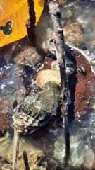 Cellana radians