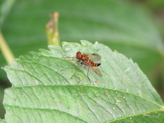 Chrysopilus fasciatus
