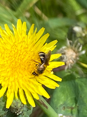 Lasioglossum sisymbrii