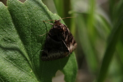 Euclidia cuspidea