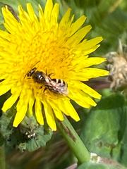 Lasioglossum sisymbrii