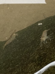Neocaridina