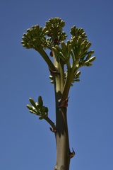 Agave vizcainoensis