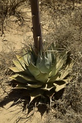 Agave vizcainoensis