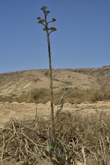 Agave vizcainoensis
