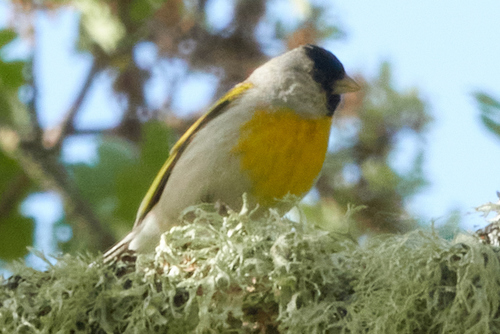 iNaturalist observation photo of Lawrence's Goldfinch