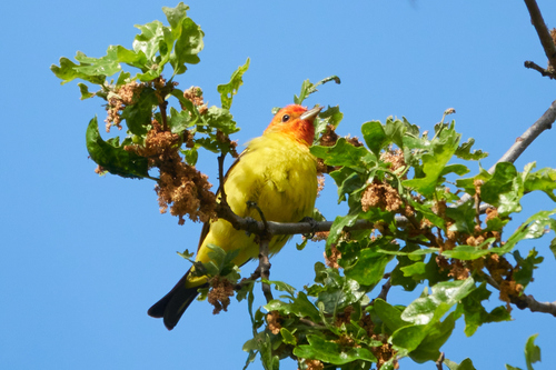 iNaturalist observation photo of Western Tanager