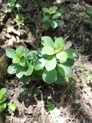Peperomia liebmannii