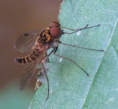 Chrysopilus fasciatus
