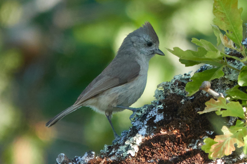 iNaturalist observation photo of Oak Titmouse