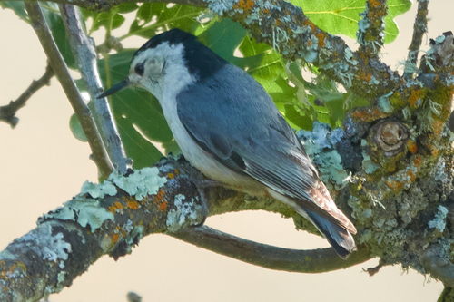 iNaturalist observation photo of White-breasted Nuthatch