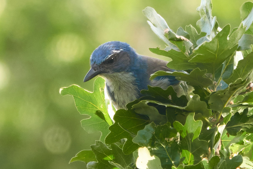 iNaturalist observation photo of California Scrub-Jay