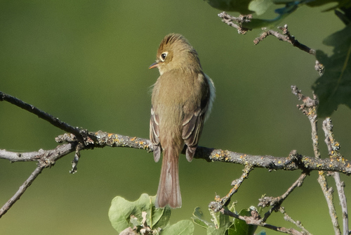 iNaturalist observation photo of Western Flycatcher