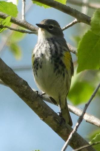 iNaturalist observation photo of Yellow-rumped Warbler