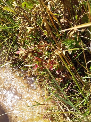 Epilobium denticulatum (Epilobium denticulatum)