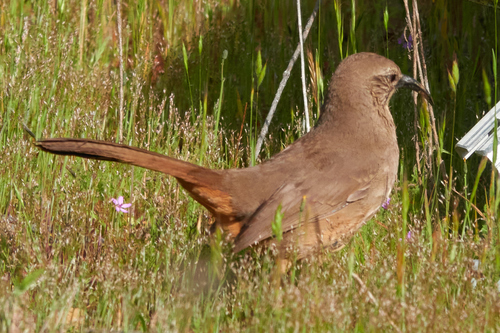 iNaturalist observation photo of California Thrasher