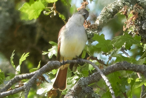 iNaturalist observation photo of Ash-throated Flycatcher