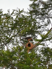 Rupornis magnirostris