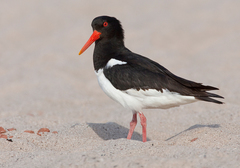 Eurasian Oystercatcher - Photo (c) Paul Cools, some rights reserved (CC BY-NC), uploaded by Paul Cools