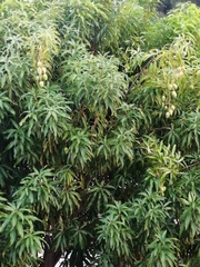 Mangifera indica