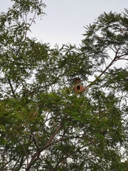 Rupornis magnirostris