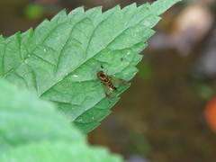Chrysopilus fasciatus
