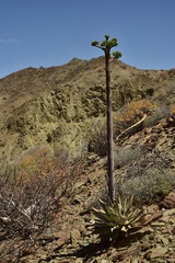Agave vizcainoensis