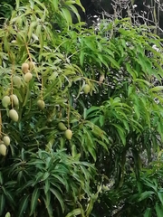 Mangifera indica