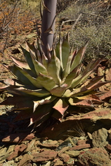 Agave vizcainoensis