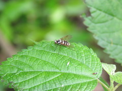 Chrysopilus fasciatus
