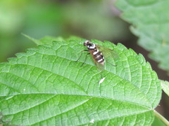 Chrysopilus fasciatus