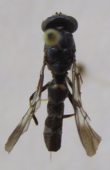 Hermetia albitarsis