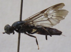 Hermetia albitarsis