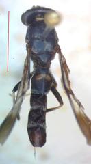 Hermetia albitarsis