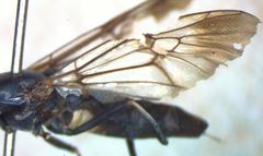 Hermetia albitarsis