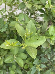Diaphorina