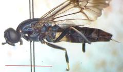 Hermetia albitarsis