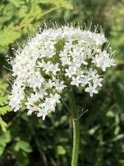 Valeriana uliginosa