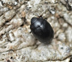 Nosodendron unicolor