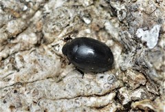 Nosodendron unicolor