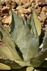 Agave vizcainoensis