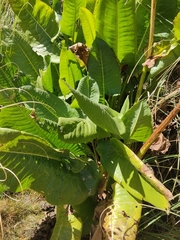 Dendrophorbium