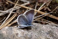 Celastrina asheri