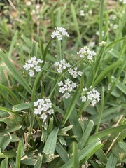 Limnosciadium pinnatum