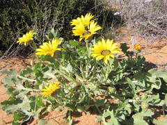 Arctotis chrysantha
