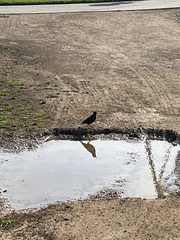 Corvus brachyrhynchos