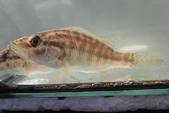 Serranochromis meridianus